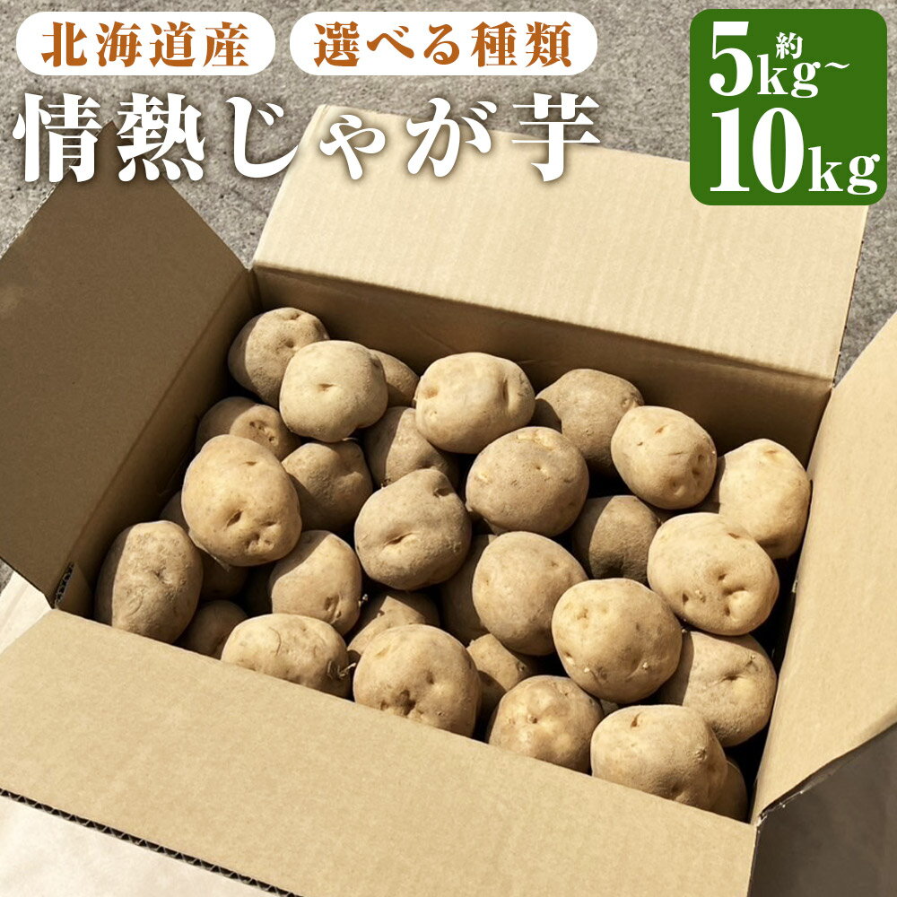 【ふるさと納税】北海道産情熱じゃが芋 男爵/北あかり 約5kg/約10kg 選べる種類・内容量 Lサイズ じゃがいも 男爵イモ キタアカリ 野菜 芋 先行受付 先行予約 京極町産 北海道産 国産 送料無料 【2025年10月上旬・10月下旬～12月上旬に順次発送予定】