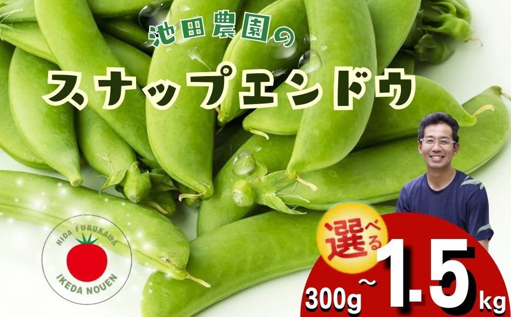 
            ＼シャキシャキ プリプリ／ 採れたて スナップエンドウ 300g～1.5kg 令和7年産 飛騨産 国産 スナップえんどう 旬 旬もの 産地直送 野菜 2025年産 【6月上旬～6月下旬発送】飛騨市 池田農園 6000円 10000円 15000円 6千円 1万円 [Q2944.Q2945]
          