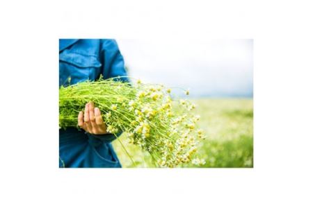 華密恋　カミツレエキス100％薬用入浴剤　400ml＆詰替え350ml