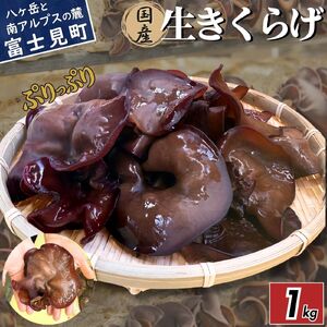 【2026年先行予約】 肉厚 ぷりぷりコリコリ 生きくらげ 1kg きくらげ 八ヶ岳山麓育ち 国産 安心安全 農薬不使用 ハウス栽培 食物繊維 信州 送料無料 [7月中旬発送開始] 株式会社レインボー