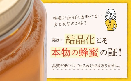 【長崎の純粋はちみつ】日本蜜蜂 百花蜜 250g×2本 ー2025年収穫分ー 長与町/ハチミツ屋はなまる  [ECD002] 純粋はちみつ 生はちみつ ハチミツ 国産 蜂蜜 天然 ハニー 非加熱