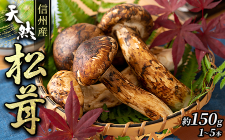 信州産「天然松茸」（約150g/1～6本） きのこ 秋の味覚 高級食材 国産松茸 日本産松茸 高級品種 信州伊那谷産 採れたて 直送 希少価値 