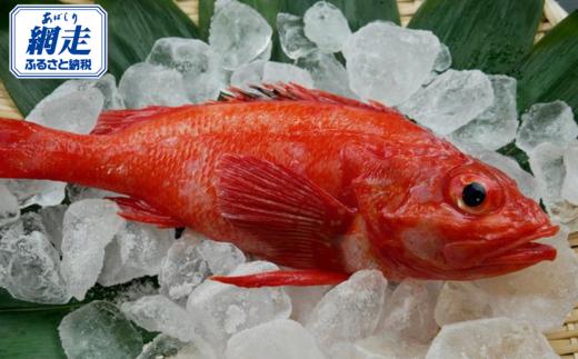 
            網走産 北海道を代表とする高級魚きんき（キチジ）冷凍大サイズ約500g！数量限定！北海道では鯛などの代わりにお祝い事などに使われてる魚です！ ※着日指定不可 【 ふるさと納税 人気 おすすめ ランキング きんき キンキ キチジ 吉次 魚介 魚介類 高級魚 オホーツク産 絶品 煮つけ 鍋 おつまみ 北海道 網走市 送料無料 】 ABX028
          