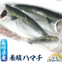 【ふるさと納税】長崎県産 養殖 ハマチ フィーレ 約 2.5kg [田中鮮魚卸 長崎県 雲仙市 item1804] はまち 冷凍 フィレ