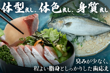 【ねじめ黄金カンパチ】ロイン 2本 カンパチ 片身分 ( 約400g × 2本 ) 着日指定可 | かんぱち 勘八 産地直送 冷蔵 刺身 カンパチ 美味しい 魚