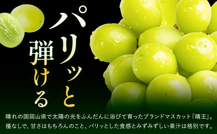 【先行予約】ぶどう シャインマスカット 赤秀 プレミアム 晴王 1.2kg 2房 ハレノフルーツ(アストライ)《9月上旬-11月中旬頃出荷》岡山県 浅口市 送料無料 フルーツ 果物 マスカット お取り