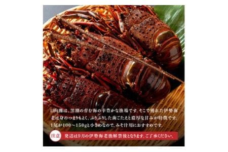 【訳あり】冷凍伊勢海老（小）500g　(3～5尾)【期間限定 数量限定 魚介類 えび 伊勢えび イセエビ 日向灘 訳あり 伊勢海老】