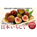 【ふるさと納税】【期間限定】《海辺のいちじく園》日本いちじく 300g×3パック | ふるさと納税 フルーツ いちじく 尾道産 日本いちじく 期間限定