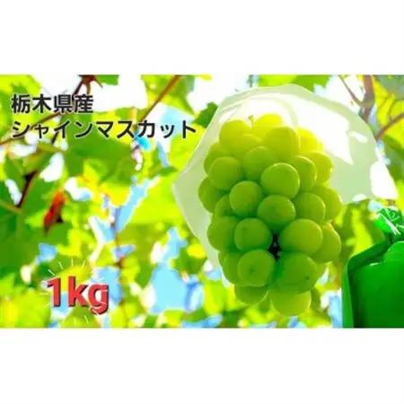 【1kg】朝採れ新鮮!シャインマスカット(8月頃～10月頃)【配送不可地域：離島】【1487247】