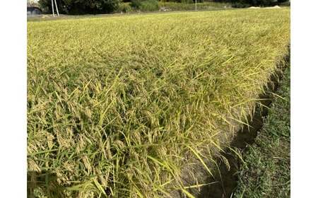 C124 あいお（秋穂）で育ったお米　にこまる　白米10kg