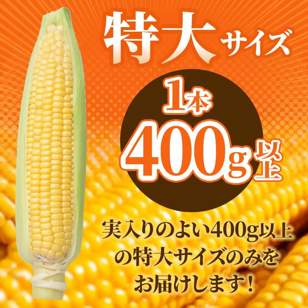 【2026年先行予約】とうもろこしコラボセット!　ピュアホワイト4本×ゴールドラッシュ4本（2026年8月下旬から発送開始）とうもろこし _04561