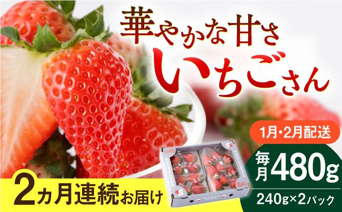 
                  【R8年1月以降発送】【2回定期便】いちごさん 240g×2パック 1月・2月配送【StrawberryFarm-K】  佐賀県 白石 [IBJ013]
                