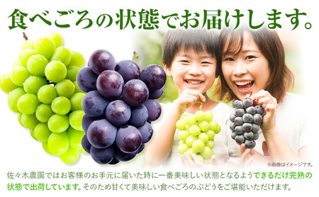 ぶどう 葡萄 岡山県産 シャインマスカット 大1房 (約700g以上) 佐々木農園《7月下旬-8月中旬頃出荷》岡山県 笠岡市 送料無料 マスカット フルーツ 果物 ブドウ お取り寄せフルーツ【配送不可