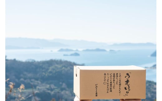【先行予約】いのうえ農園の早生みかん 10kg ※離島への配送不可（2026年11月中旬より順次発送） IKTAI010