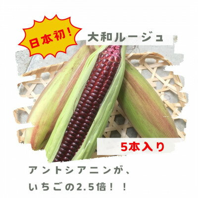 【ふるさと納税】先行予約【2026年7月上旬頃から順次発送】天理市産・大和ルージュ 5本セット(1kg以上)【配送不可地域：離島・北海道・沖縄県・東北】【1700841】