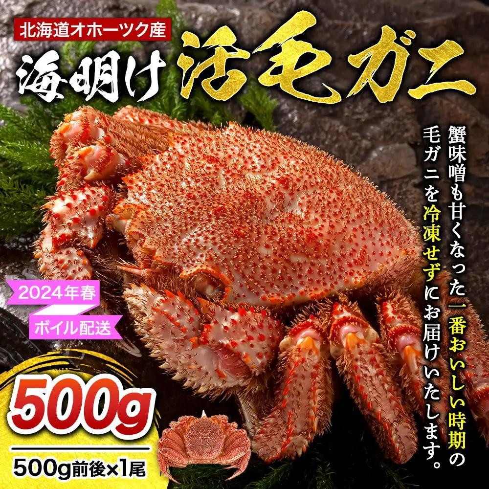 【2027年先行予約／着日指定可】北海道オホーツク産海明け活毛ガニ　ボイル未冷凍配送(チルド 冷蔵配送)　500g前後　1尾 | 毛ガニ_03499