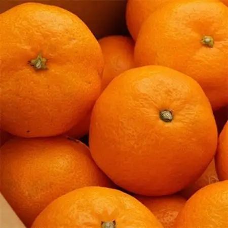 [秀品]紀州有田みかん約5kg(S～Lサイズ混合) 「2026年11月中旬より順次発送」(日高町)【1393680】