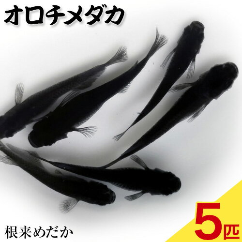 【ふるさと納税】オロチメダカ 5匹 根来めだか《90日以内に出荷予定(土日祝除く)》和歌山県 岩出市 めだか オロチ メダカ 黒色 観賞用 送料無料