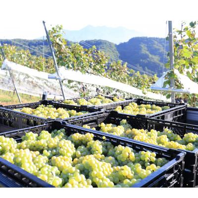 ふるさと納税 韮崎市 淡路結シャルドネ2023　750ml |  | 02