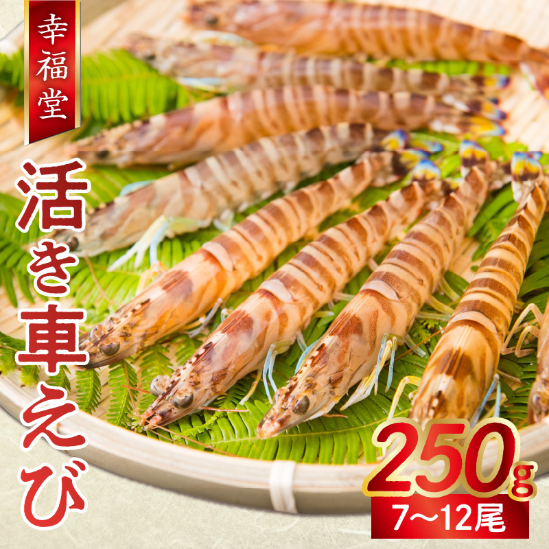 S005-004_【鮮度抜群】厳選・幸福堂の活き車えび(250g)〈先行予約〉