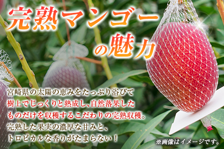 マンゴー 【2027年先行予約】 【定期便・全2回】完熟マンゴーとピオーネ定期便