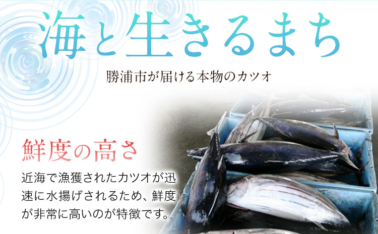 勝浦市産 カツオの握り寿司 16貫（4貫×4パック）《30日以内に出荷予定(土日祝除く)》千葉県 勝浦市 海産物 カツオ 鰹 寿司 すし 魚 海鮮---kastuura_cpfd_5---