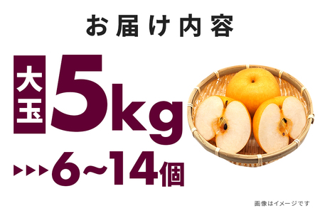 訳あり 柴沼梨園の梨（ 新高 ） 梨 5kg 大玉 6～14個入り 訳アリ 不揃い ナシ なし 国産 茨城 新高梨 秋 旬 フルーツ 果物 先行予約 【9月下旬～10月上旬発送】 秋の味覚 旬の果物 