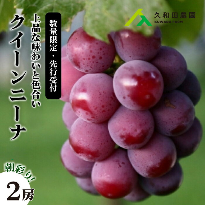 【ふるさと納税】【2025年先行受付】数量限定 ぶどう ＜久和田農園＞ 朝採り クイーンニーナ 2房 果物 フルーツ 先行予約 久和田農園 広島 三原 034004