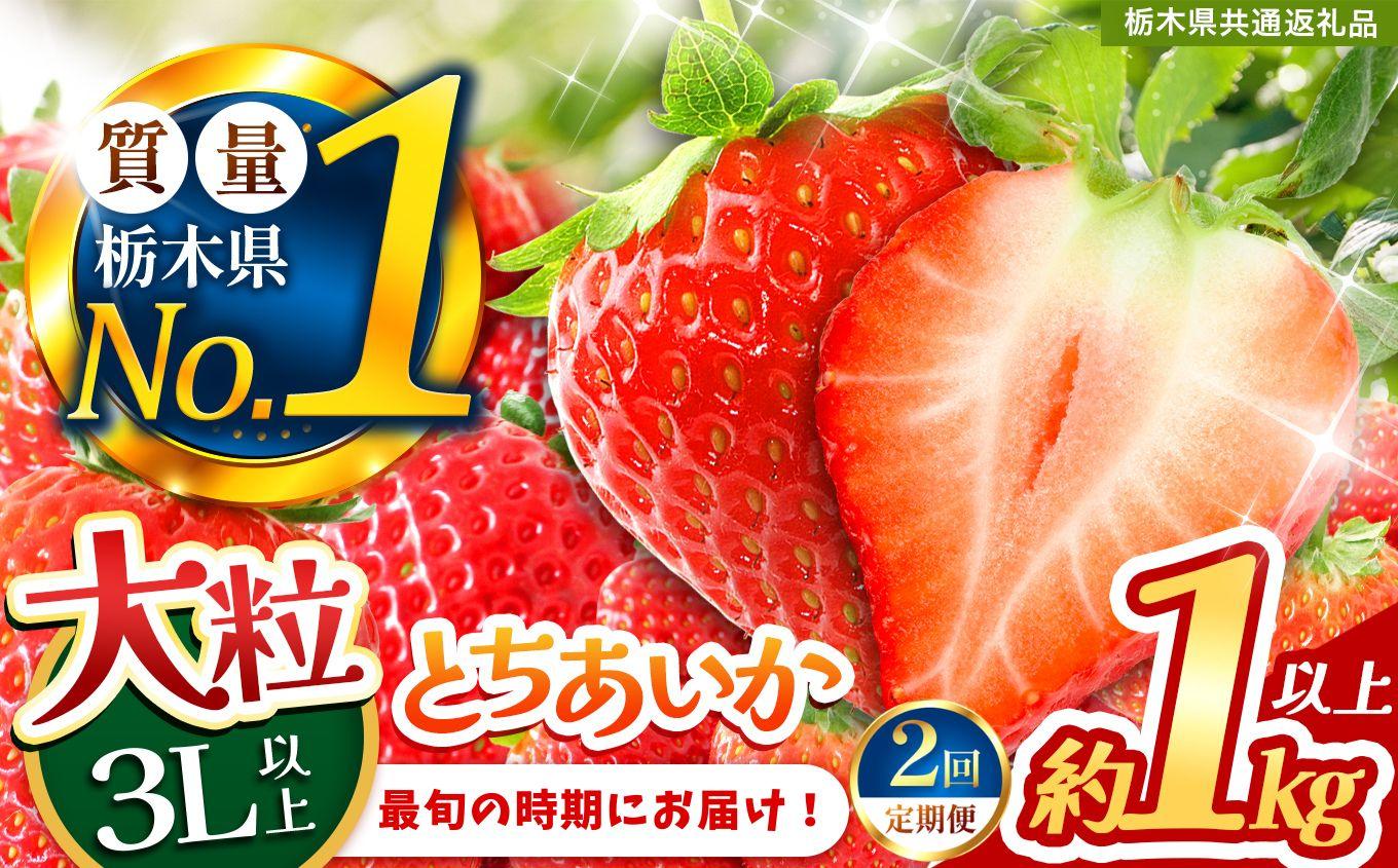 2027年 先行予約受付中！【定期便2回】最旬とちあいか 1kg以上 |  栃木県共通返礼品 いちご 人気 デザート 栃木県 矢板市 【定期便2回】最旬とちあいか 1kg以上