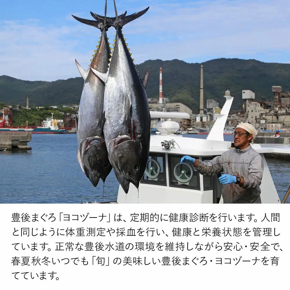 本マグロ ヨコヅーナ 訳あり端材 500g | 本マグロ