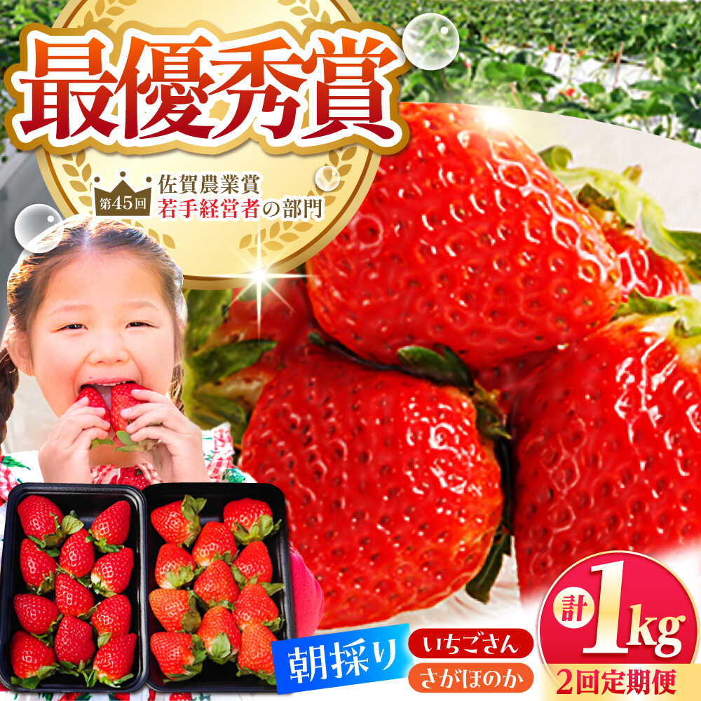 【ふるさと納税】【先行予約】【全2回定期便】いちご食べ比べ定期 総計1kg（さがほのか いちごさん） いちご イチゴ 苺 | 佐賀県 江北町 |【むらおか農園】[HAF026]