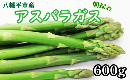 甘い！ 朝採れ グリーンアスパラガス 600g （200g×3束） ／ 産地直送 農家直送 アスパラ 野菜 【田村和大】