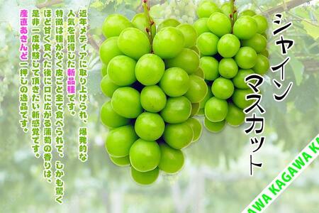 《2024年発送》特秀品シャインマスカット ( １房 約650g以上 ) ぶどう マスカット 香川県産