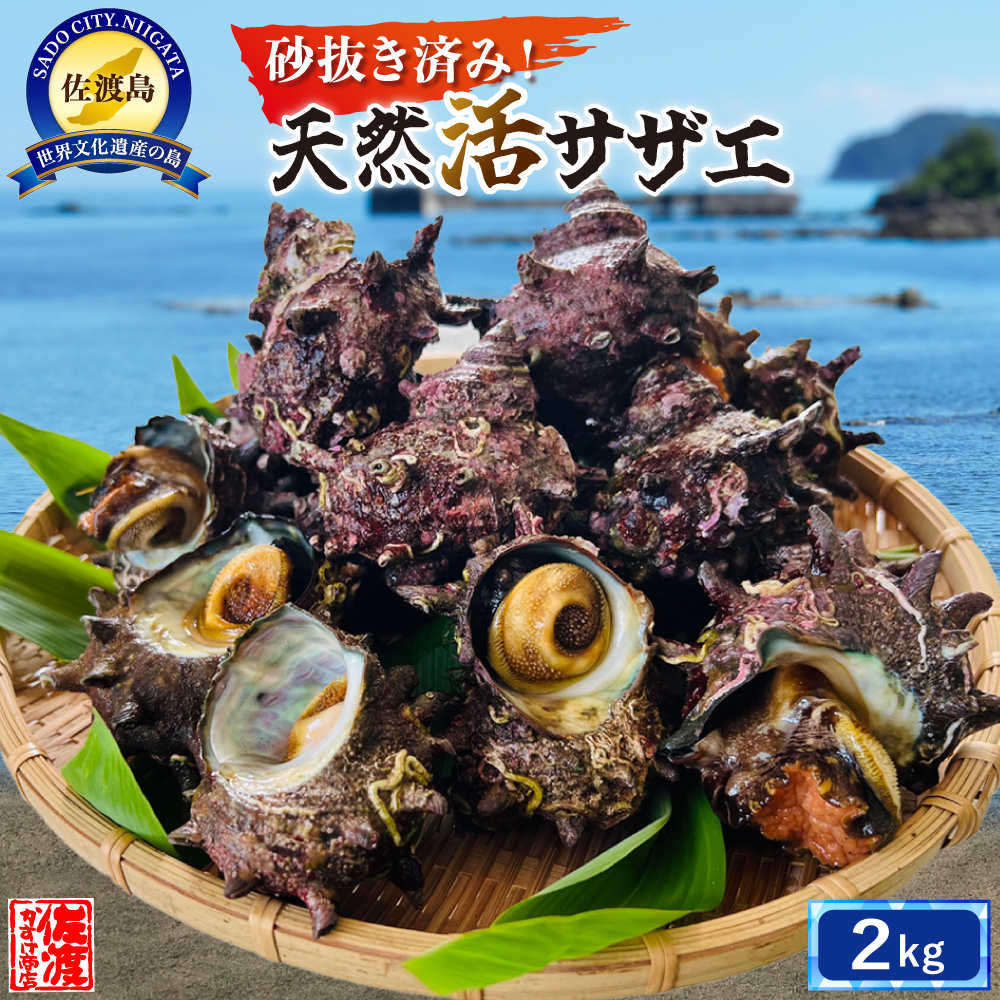 佐渡産 天然活サザエ 2kg
