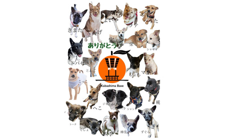 訳あり 晩生完熟みかん10kg ( ご自宅用 ) ／  果物 くだもの フルーツ 柑橘 蜜柑 ミカン 晩生みかん 完熟 青果品 訳アリ ワケアリ わけあり 理由あり 国産 大将農園 長崎県 長崎市 【