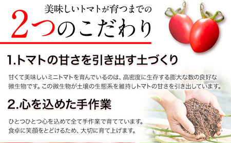 C-36a ZEPPIN TOMATO Okayama 50粒 化粧箱入り 平均糖度12度 甘い フルーツトマト 贈答用 