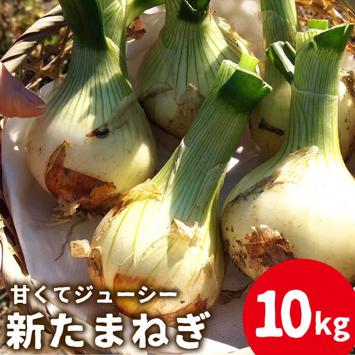 【ふるさと納税】【2026年3月〜発送】【甘くてジューシー 】新たまねぎ 先行予約 サラダ たまねぎ 10kg 玉ねぎ / 玉ねぎ たまねぎ タマネギ 10kg 新たまねぎ 新玉ねぎ / 南島原市 / 長崎県農産品流通合同会社 [SCB026]