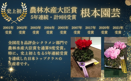 【先行予約】シクラメン ドラゴン ライトブルー 4号鉢 根本園芸 | シクラメン 農林水産大臣賞