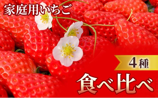 
                  いちご 家族みんなで大満足！ 厳選赤いちご 大容量4パック 農家直送 家庭用 果物 デザート  苺 イチゴ かおりの おいCベリー ほしうらら さがほのか 章姫 福岡 福岡県 小郡市 ※配送不可：離島
                