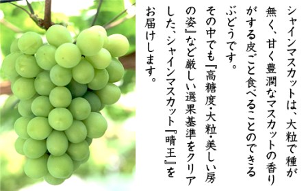 74-17 「晴王」2房（1.4kg以上）【2026年9月上旬～10月上旬発送予定】