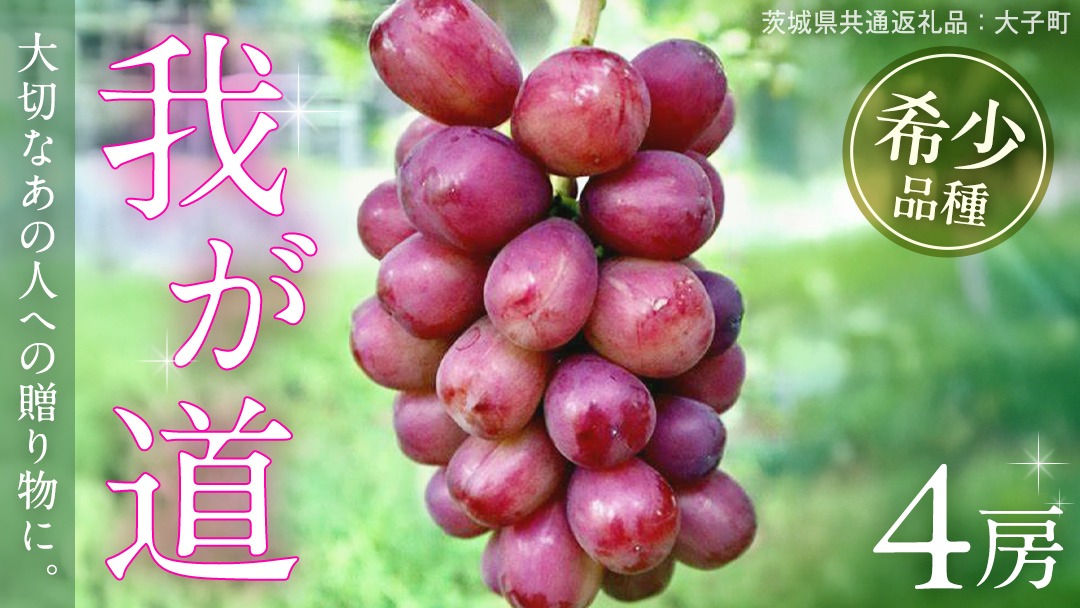 我が道 ４房【2026年9月上旬発送開始】(茨城県共通返礼品：大子町) シャインマスカット ウインク 葡萄 ブドウ ぶどう 果物 フルーツ 希少 新品種