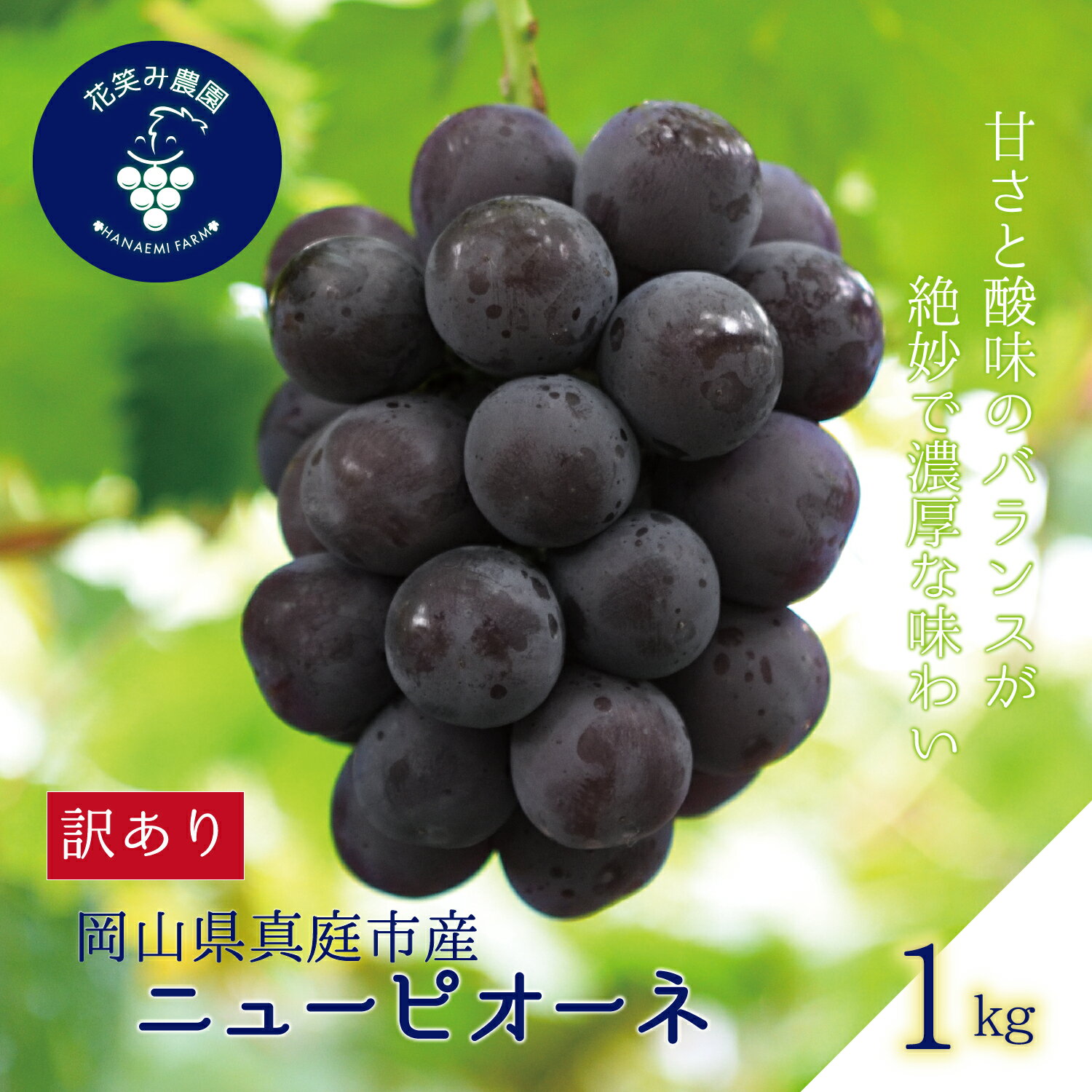 【ふるさと納税】 岡山　花笑み農園の 『訳ありニューピオーネ』1kg WP-1 hana33 【2025年9月上旬〜順次発送予定】【配送不可地域：離島】 ぶどう 葡萄 ブドウ フルーツ 果物 くだもの ピオーネ ニューピオーネ 人気 おすすめ 国産 産地直送 訳あり 不揃い 岡山 【1393438】