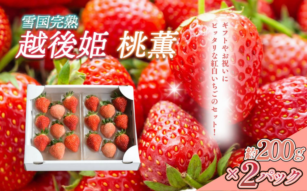 
                  先行予約  いちご 新潟 雪国完熟越後姫桃薫 約200g×2P食べ比べセット イチゴ 苺 お取り寄せ ギフト 贈り物 上越 苺の花ことば
                