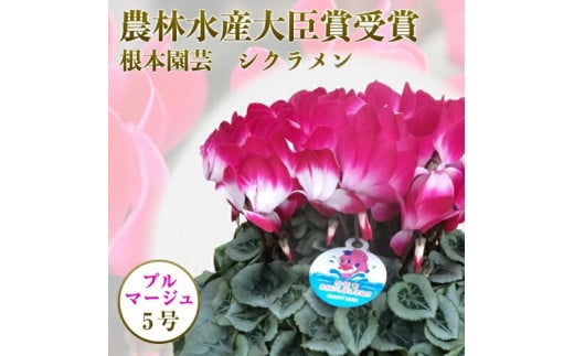 【先行予約】シクラメン プルマージュ 5号鉢 | 花 お花 ガーデンシクラメン 2色 5号 花ギフト フラワーギフト 鉢花 鉢植え ギフト プレゼント 贈答 農林水産大臣賞受賞 根本園芸