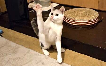 保護猫カフェひがな猫 1時間無料券 3枚 ／ チケット 券 利用券 カフェ利用券 体験チケット 猫カフェ ネコカフェ ねこカフェ 保護猫 保護猫カフェ 1時間 無料 高知県 香美市