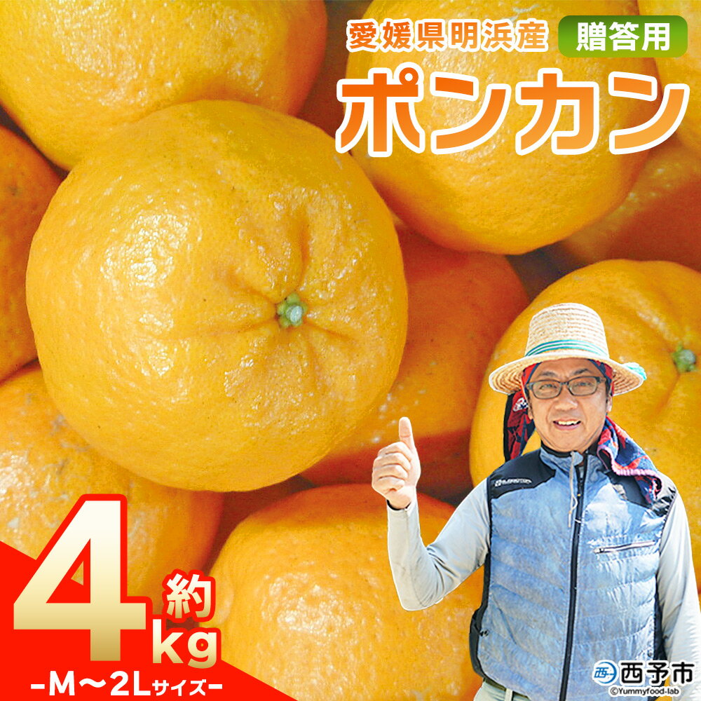 【ふるさと納税】先行予約＜明浜産 ポンカン M～2Lサイズ 約4kg 贈答用＞ 果物 くだもの フルーツ 蜜柑 みかん ミカン 柑橘 贈答 ギフト ぽんかん 食べて応援 国産 愛媛県産 特産品 俵津農地ヘルパー組合 愛媛県 西予市【常温】『2026年1月から2月迄に順次出荷予定』