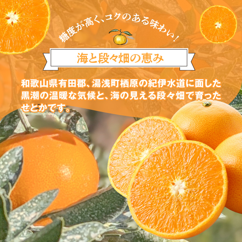 DZ6230_【2026年先行予約】ご家庭用 せとか 和歌山 有田 2S～3Lサイズ 大きさお任せ 約2kg