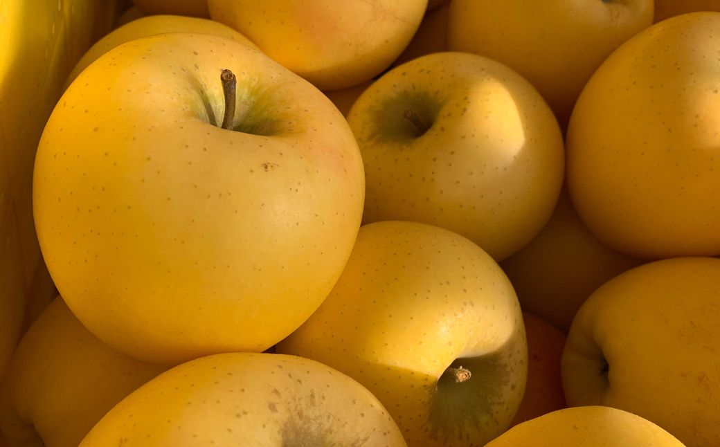 ＜11月下旬頃よりお届け＞北海道壮瞥産りんご シナノゴールド 約5kgシナノゴールド　約(13～18玉)【贈答用】 SBTK018