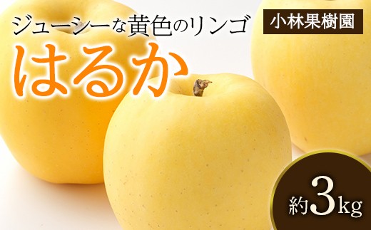 
                  【小林果樹園】 福島県伊達市産 黄色いりんご はるか 約3kg F21C-534
                