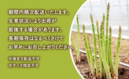 【数量限定・2027年4月～発送】富良野 益田農園産 極太 グリーンアスパラガス ≪M～3L混合≫ 約1kg アスパラ 北海道 富良野市 緑アスパラ 野菜 とれたて 朝採り 限定 数量限定 (益田農園